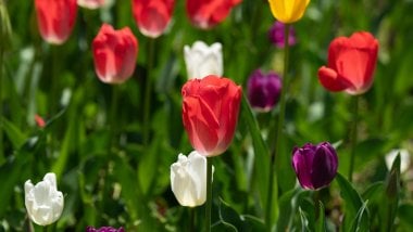 Tulipanes de colores Fondo de pantalla