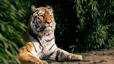 Tiger Fondo ID:9826
