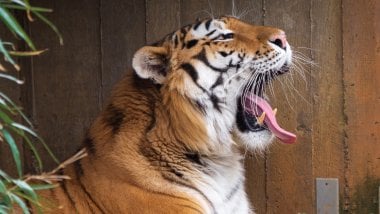 Tiger yawning Wallpaper