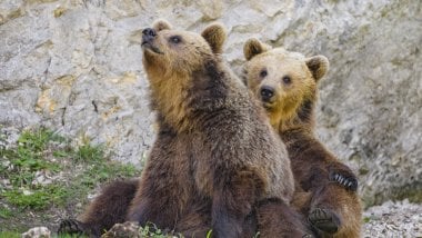 Two bears Wallpaper