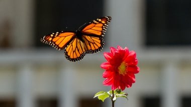 Mariposa monarca con flor Fondo de pantalla
