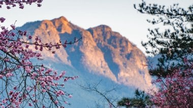 Flowers with mountain in the background Wallpaper