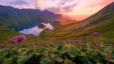 Flowers through mountains at sunset Wallpaper