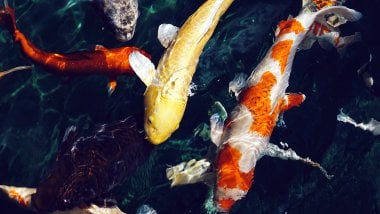 Koi fish in pond Wallpaper