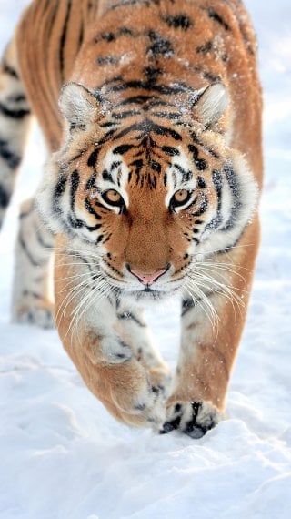 Tiger Wallpaper ID:10018