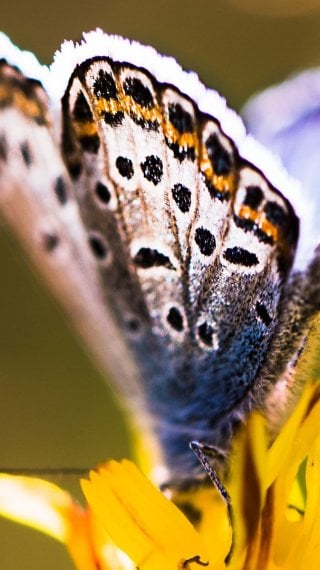 Butterfly Wallpaper ID:10199