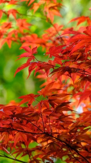Hojas de maple Fondo de pantalla