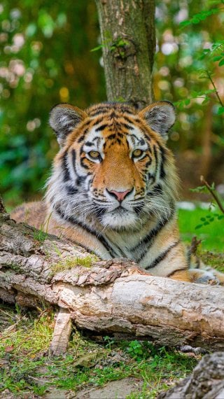 Tiger Fondo ID:10238