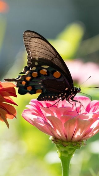 Butterfly Fondo ID:10599
