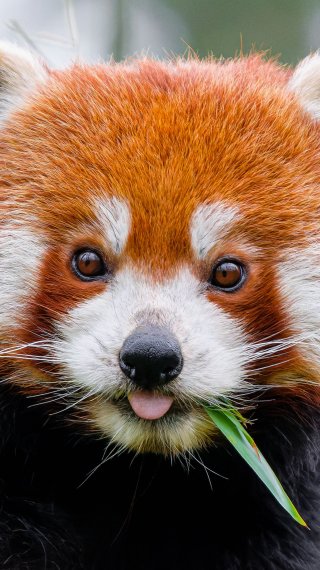Panda rojo comiendo Fondo de pantalla