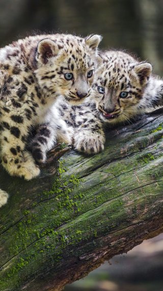 Snow leopards kittens Wallpaper
