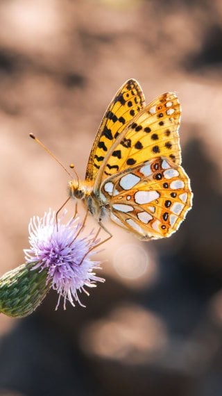 Butterfly Fondo ID:10621