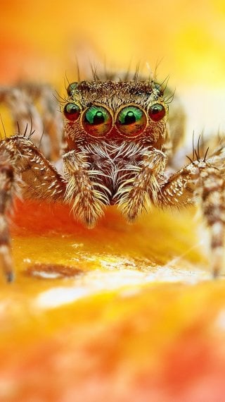 Frightful spider Wallpaper