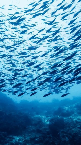 Fish schooling Wallpaper