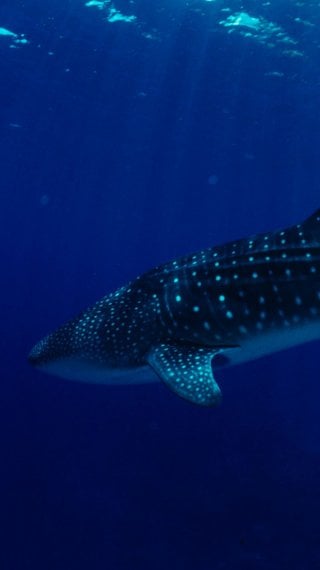 Tiburón Ballena Fondo de pantalla