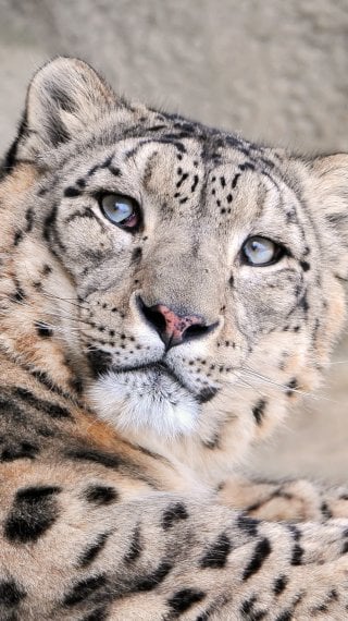 Leopard Fondo ID:11835