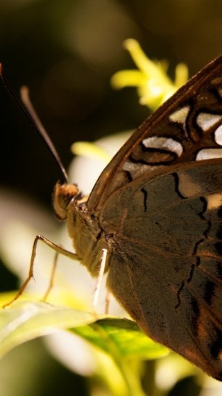Butterfly Wallpaper ID:11836