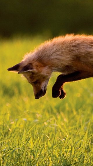Fox jumping Wallpaper