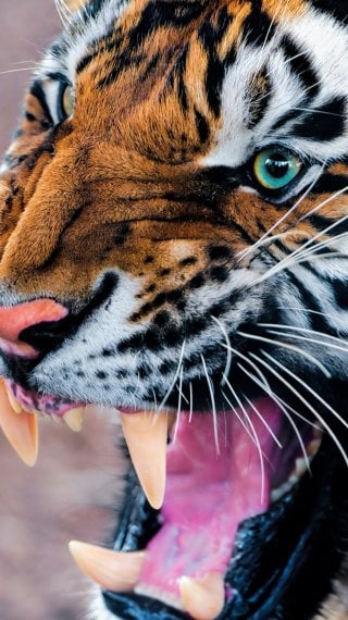 Tiger Wallpaper ID:11838