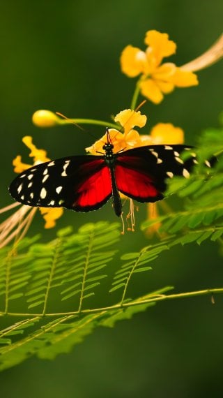 Mariposa roja Fondo de pantalla