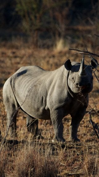 Rhino Wallpaper