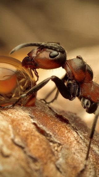 Red Ant Wallpaper