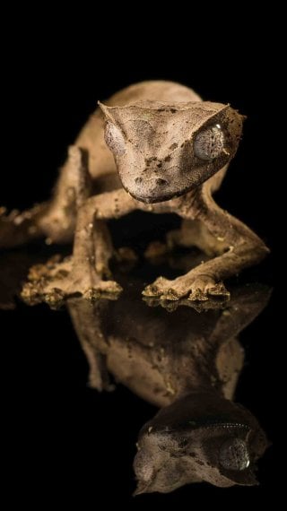 Gecko cola de hoja satánico Fondo de pantalla