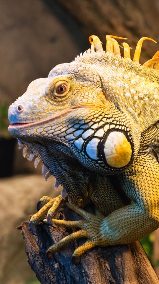 Iguana Fondo de pantalla
