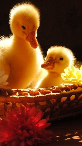 Patitos Fondo de pantalla