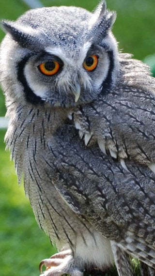 Owl Wallpaper ID:12115