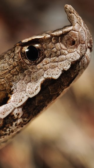 Horned viper Wallpaper