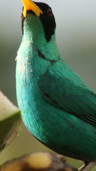 Pajaro Fondo ID:12173