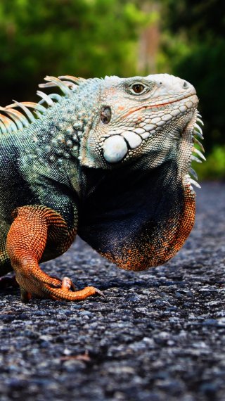 Iguana Wallpaper