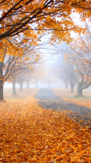 Otoño Fondo ID:12183