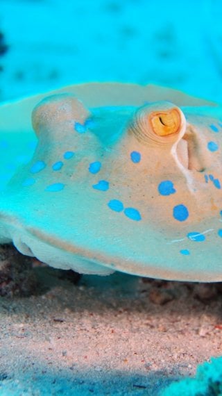 Mantarraya Fondo de pantalla