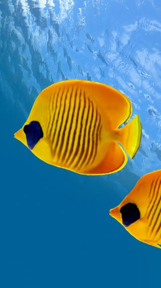 Peces Fondo de pantalla