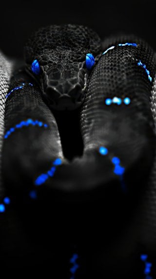 Serpiente negra con ojos azules Fondo de pantalla