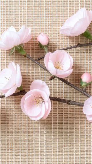 Composición floral sobre textura de tela - Estética japonesa Fondo de pantalla