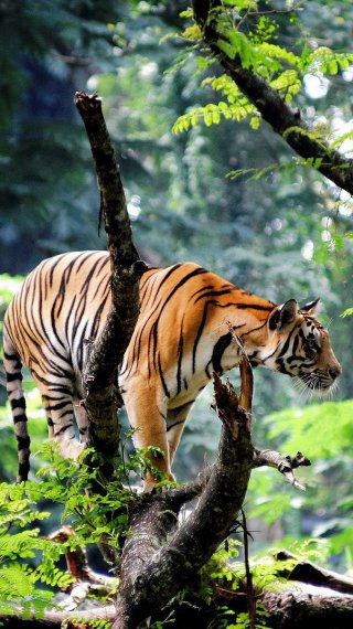Bengal tiger in the jungle Wallpaper