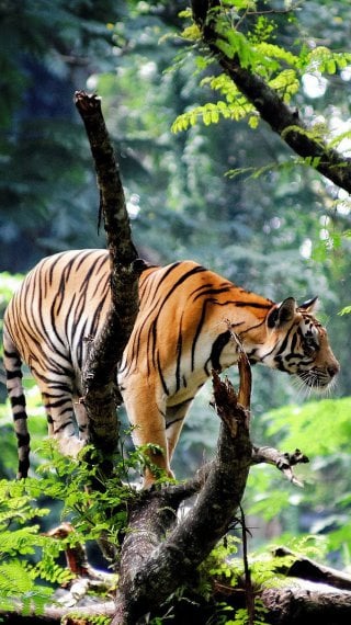 Tigre de bengala en la selva Fondo de pantalla