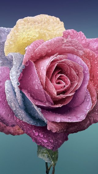 Rose Wallpaper ID:2065