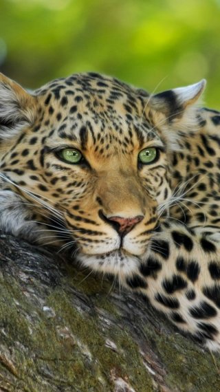 Leopard Wallpaper ID:2316