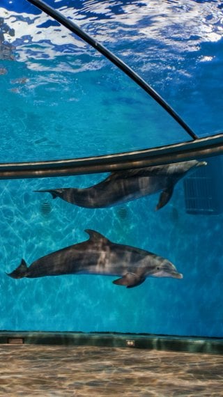 Delfines del zoológico de Indianapolis Fondo de pantalla