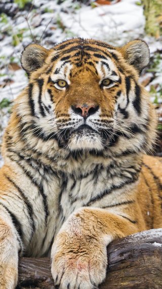 Tiger Wallpaper ID:2410