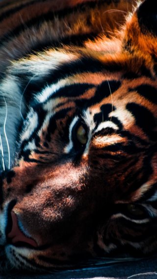 Tigre Wallpaper ID:2472
