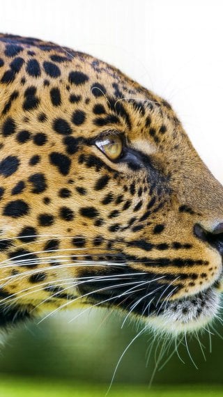 Leopardo Fondo ID:2787