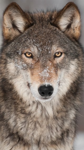 Lobo Fondo de pantalla