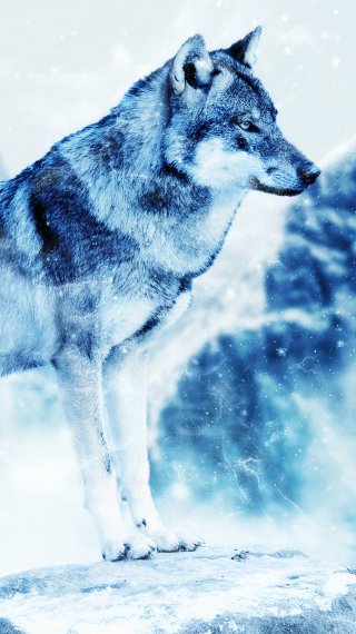 Wolf Wallpaper ID:3014