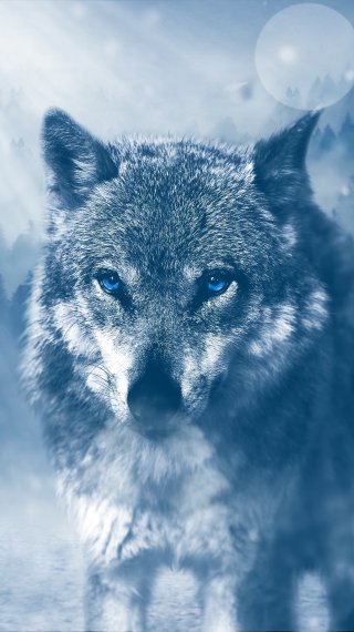 Wolf Wallpaper ID:3016