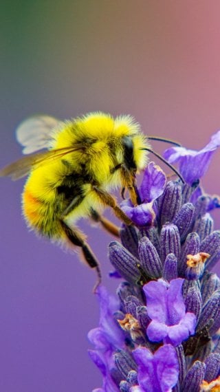 Lavanda Fondo ID:363
